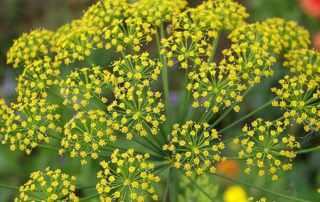 Dill: is it a vegetable or herb, types and varieties (seeds) by maturity