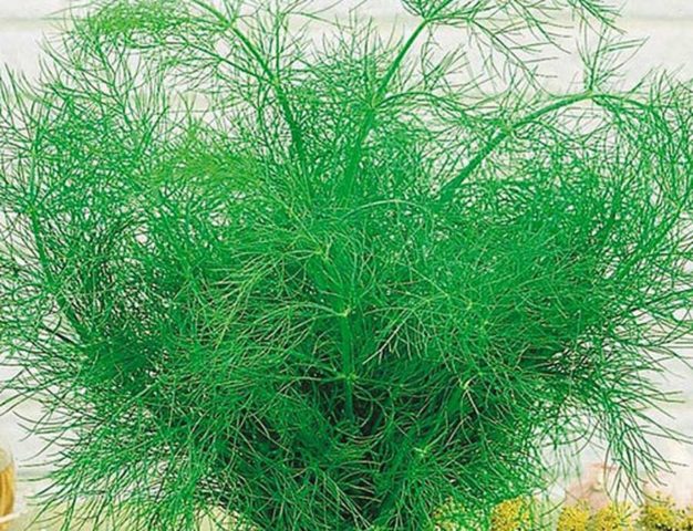 Dill: is it a vegetable or herb, types and varieties (seeds) by maturity