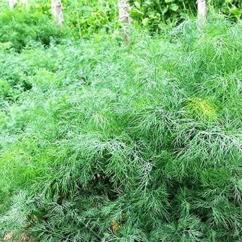 Dill: is it a vegetable or herb, types and varieties (seeds) by maturity