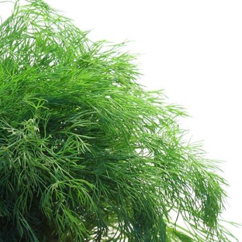 Dill: is it a vegetable or herb, types and varieties (seeds) by maturity