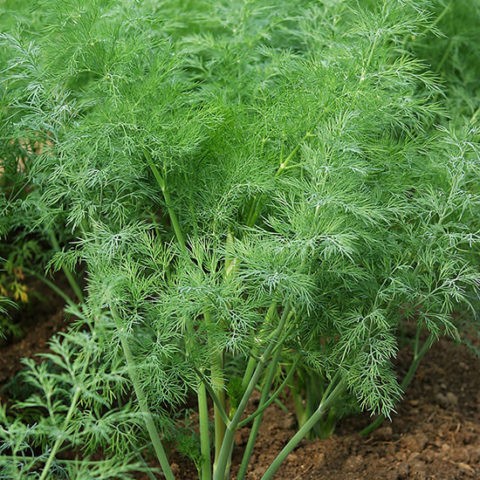 Dill: is it a vegetable or herb, types and varieties (seeds) by maturity