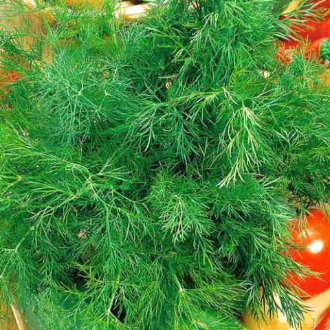 Dill: is it a vegetable or herb, types and varieties (seeds) by maturity