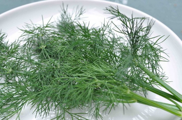 Dill: is it a vegetable or herb, types and varieties (seeds) by maturity