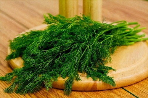 Dill: is it a vegetable or herb, types and varieties (seeds) by maturity