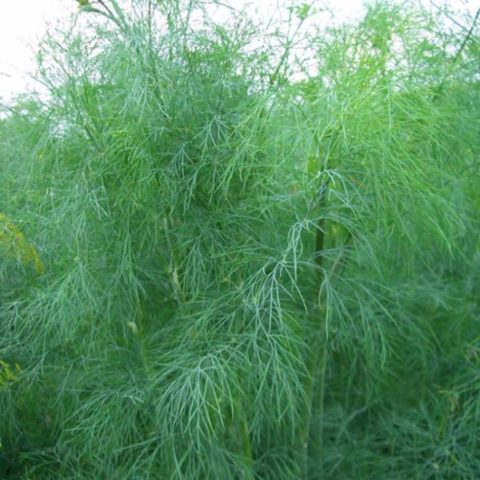 Dill: is it a vegetable or herb, types and varieties (seeds) by maturity