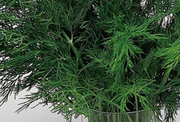 Dill: is it a vegetable or herb, types and varieties (seeds) by maturity