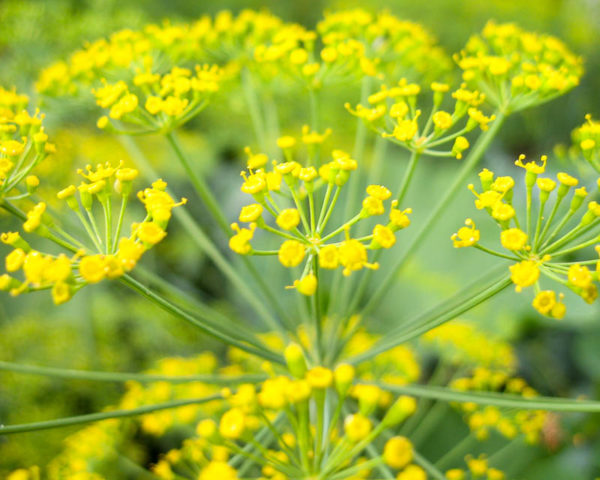 Dill: is it a vegetable or herb, types and varieties (seeds) by maturity