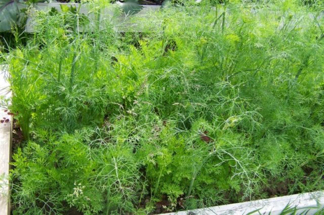 Dill: is it a vegetable or herb, types and varieties (seeds) by maturity