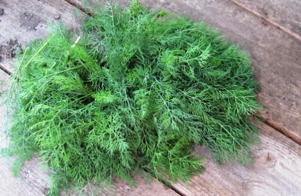 Dill: is it a vegetable or herb, types and varieties (seeds) by maturity