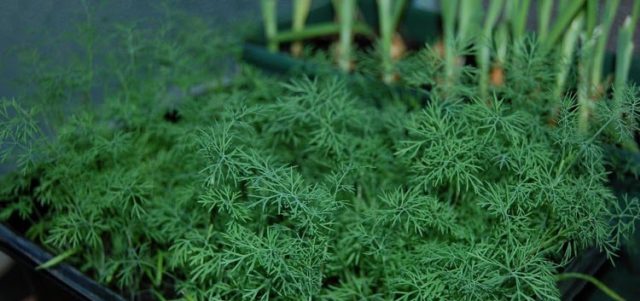 Dill: is it a vegetable or herb, types and varieties (seeds) by maturity