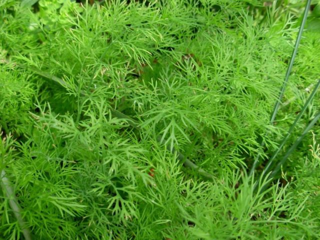 Dill: is it a vegetable or herb, types and varieties (seeds) by maturity