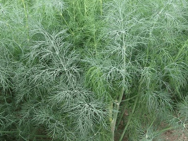 Dill: is it a vegetable or herb, types and varieties (seeds) by maturity