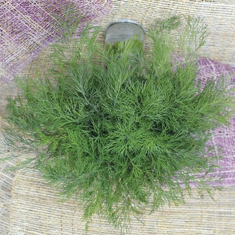 Dill: is it a vegetable or herb, types and varieties (seeds) by maturity