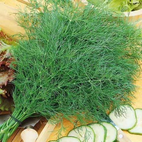 Dill: is it a vegetable or herb, types and varieties (seeds) by maturity