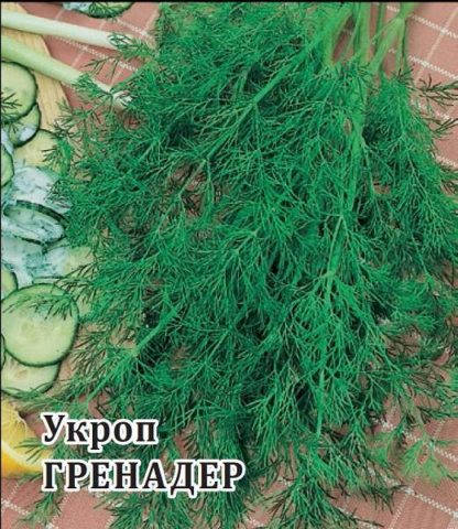 Dill: is it a vegetable or herb, types and varieties (seeds) by maturity