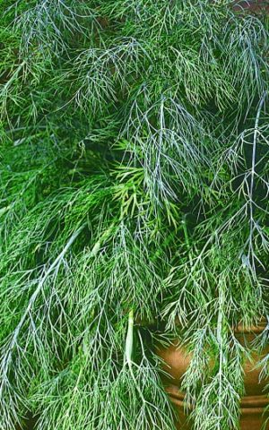 Dill: is it a vegetable or herb, types and varieties (seeds) by maturity