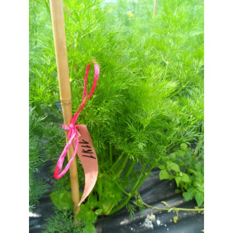 Dill: is it a vegetable or herb, types and varieties (seeds) by maturity