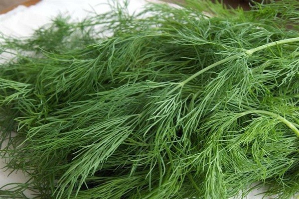 Dill Kibray: reviews, photos, yield