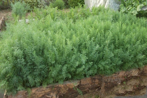 Dill Kibray: reviews, photos, yield