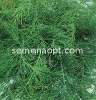 Dill Kibray: reviews, photos, yield