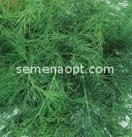 Dill Kibray: reviews, photos, yield