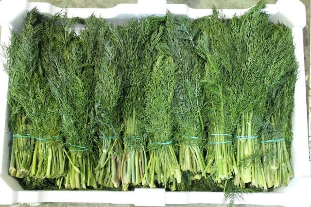 Dill Lesnogorodsky: characteristics of the variety