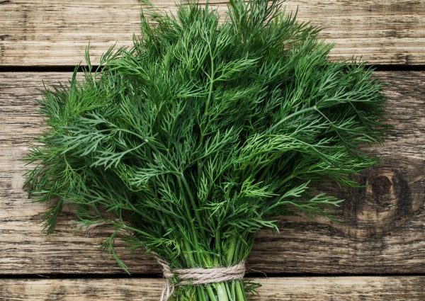 Dill Lesnogorodsky: characteristics of the variety