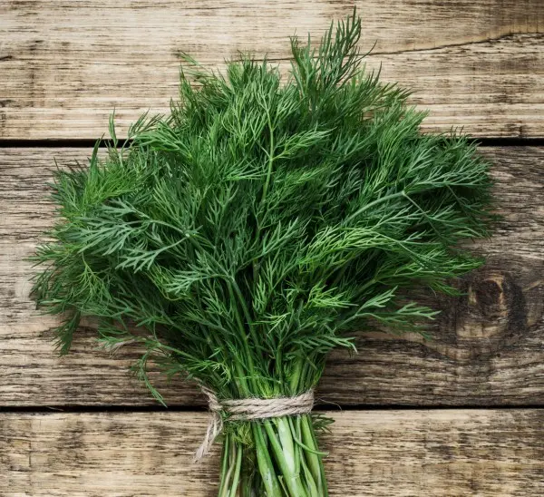 Dill Lesnogorodsky: characteristics of the variety