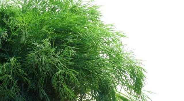 Dill Monks Beard: reviews + photos