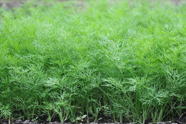 Dill Salute: reviews, photos, growing on greens