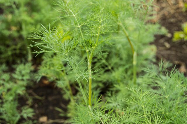 Dill Salute: reviews, photos, growing on greens