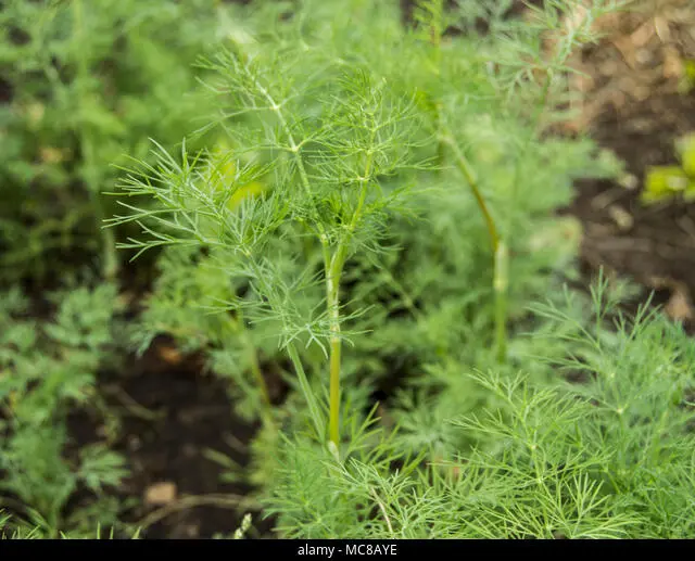 Dill Salute: reviews, photos, growing on greens