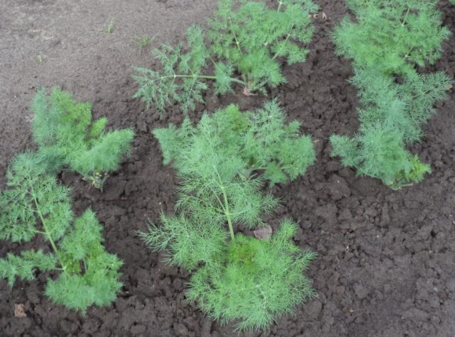 Dill seedlings at home with a photo step by step