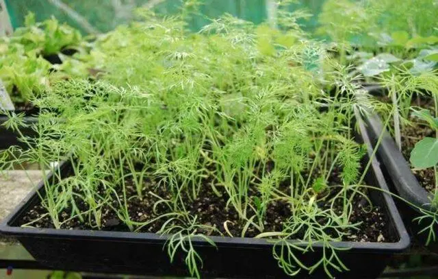 Dill seedlings at home with a photo step by step