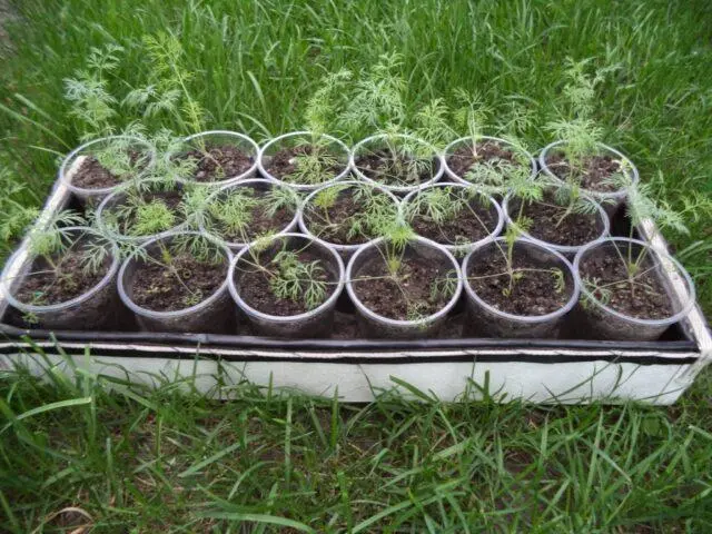 Dill seedlings at home with a photo step by step