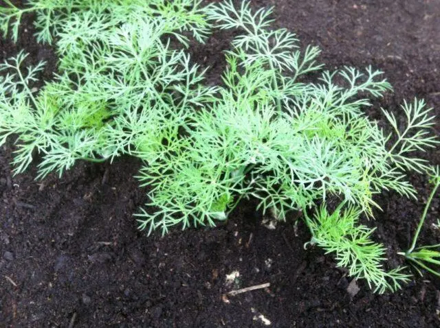 Dill seedlings at home with a photo step by step