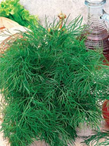 Dill Superducat OE: planting and care