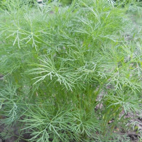 Dill Superducat OE: planting and care