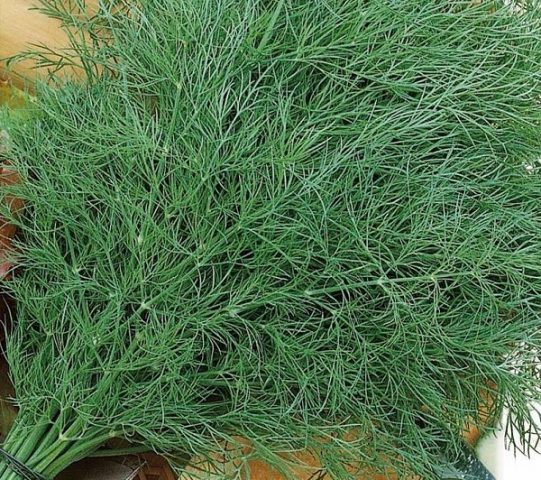 Dill Superducat OE: planting and care