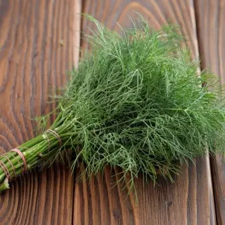 Dill Superducat OE: planting and care