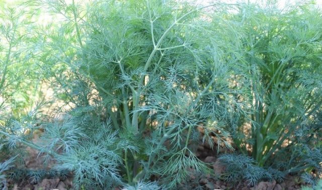 Dill Vladyka (Vladyko): reviews on how to grow