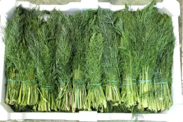 Dill Vladyka (Vladyko): reviews on how to grow