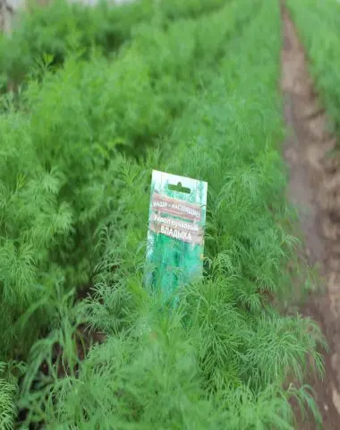 Dill Vladyka (Vladyko): reviews on how to grow