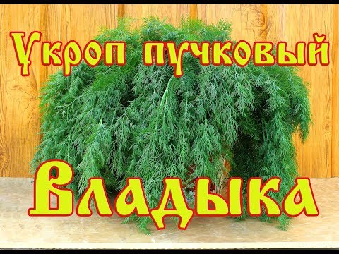 Dill Vladyka (Vladyko): reviews on how to grow