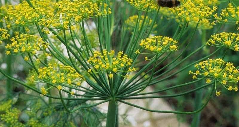 Dill Vladyka (Vladyko): reviews on how to grow