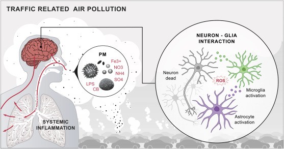 Dirty air harms nerve cells