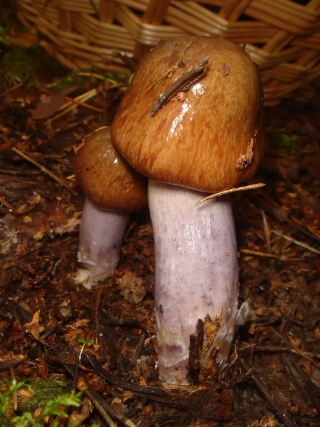 Dirty cobweb (Cortinarius collinitus) photo and description