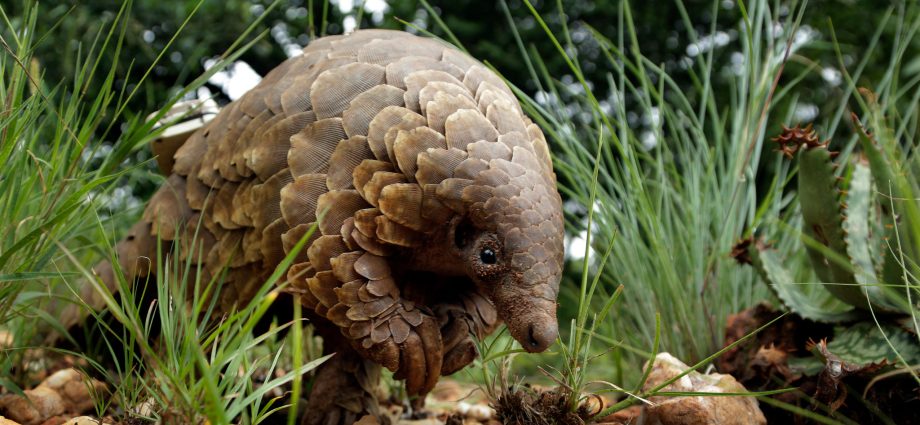 Discovery of Chinese scientists. Pangolins may be the host of the coronavirus