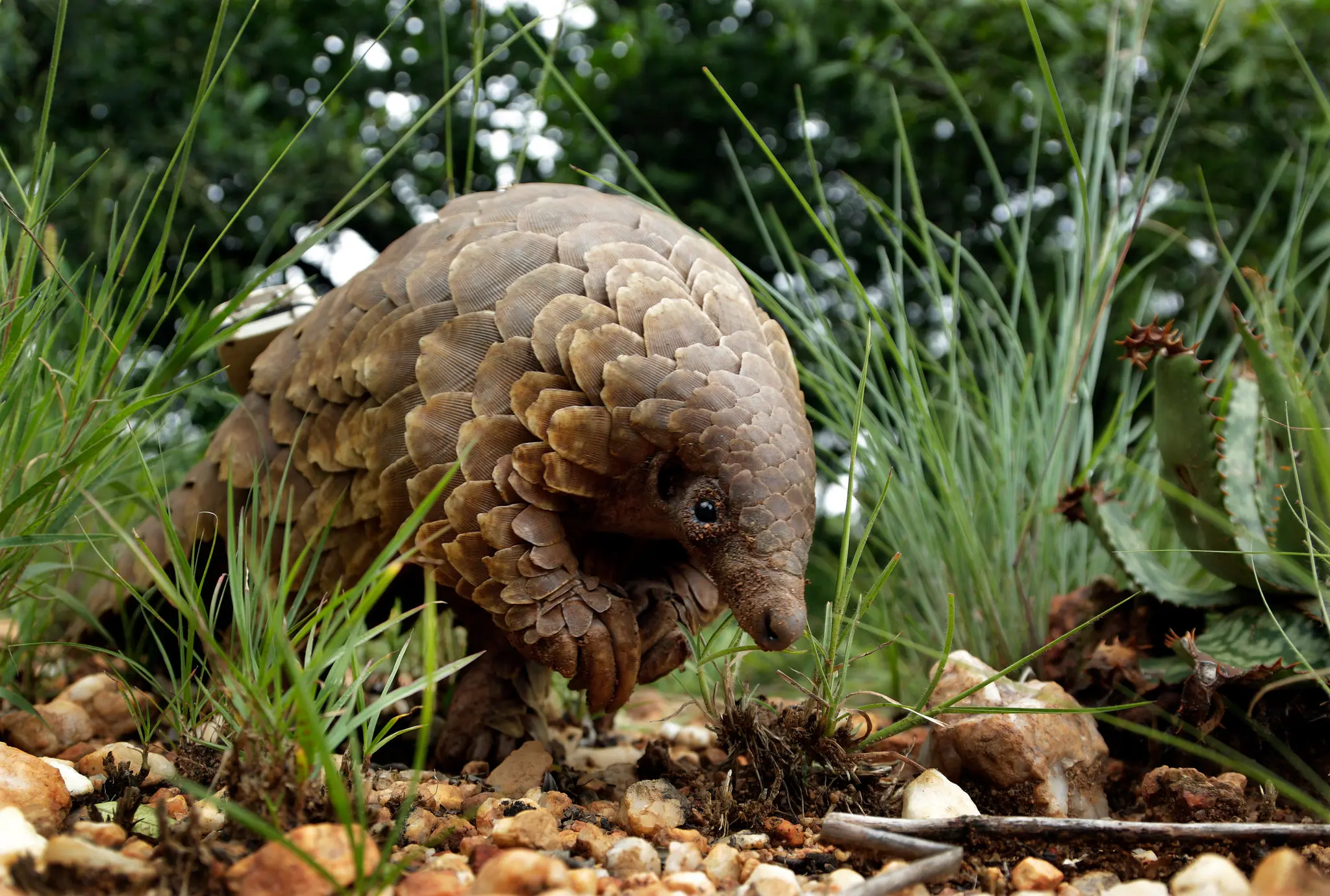 Discovery of Chinese scientists. Pangolins may be the host of the coronavirus