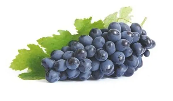 Disease resistant grape varieties with photo